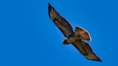 Mäusebussard (17).jpg